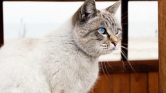 Animals cats blue eyes pets