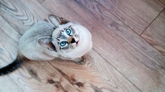 Animals cats blue eyes wooden floor looking up