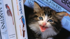 Animals cats Books