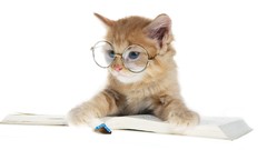 Animals cats Books glasses
