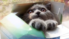 Animals cats boxes
