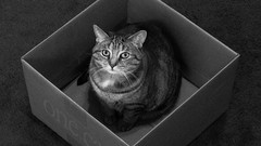 Animals cats boxes Black Cat monochrome