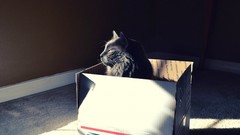 Animals cats boxes sunlight