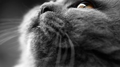 Animals cats British Shorthair