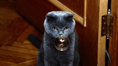 Animals cats British Shorthair soap bubbles
