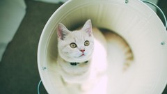 Animals cats bucket sunlight