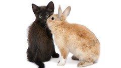 Animals cats Bunnies