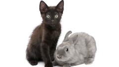 Animals cats Bunnies