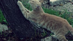 Animals cats Cameras