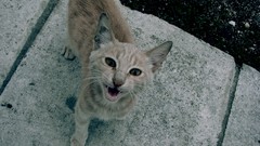 Animals cats Cameras dada