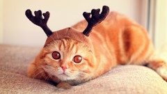 Animals cats caps antlers