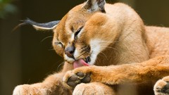 Animals cats caracal