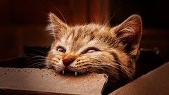 Animals cats cardboard boxes