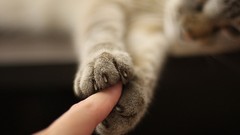 Animals cats cat paws