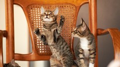 Animals cats chairs playing