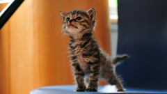 Animals cats chairs stretching Kittens furry tails Mammals baby 