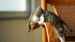 Animals cats chairs sunnykhan