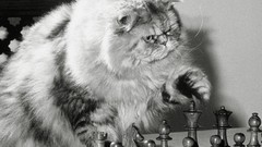 Animals cats chess grayscale