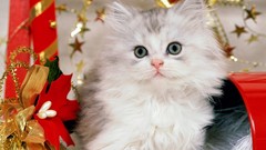 Animals cats Christmas