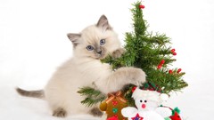 Animals cats Christmas