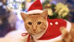 Animals cats Christmas