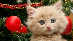 Animals cats Christmas Kittens Christmas trees