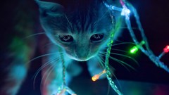 Animals cats Christmas Lights domestic cat