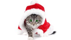 Animals cats Christmas outfits