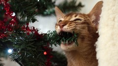 Animals cats Christmas trees