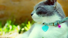 Animals cats Clio Mammals