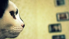 Animals cats close-up