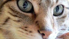 Animals cats close-up