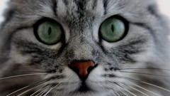 Animals cats close-up