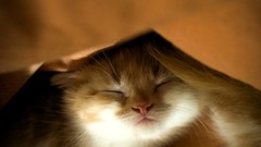 Animals cats close-up