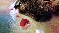 Animals cats close-up