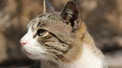 Animals cats close-up