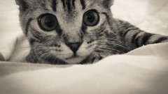 Animals cats close-up