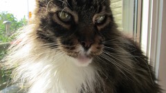 Animals cats close-up