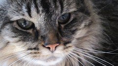 Animals cats close-up