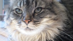 Animals cats close-up