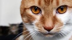 Animals cats close-up