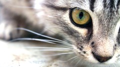 Animals cats close-up