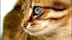 Animals cats close-up