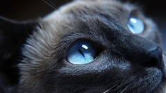 Animals cats close-up blue eyes