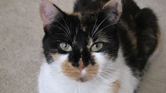 Animals cats close-up feline