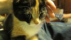 Animals cats close-up feline baby animals