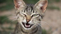 Animals cats close-up funny