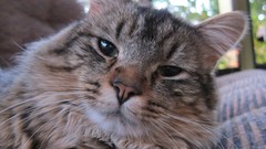 Animals cats close-up green eyes