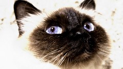 Animals cats close-up Kittens siamese pets birman