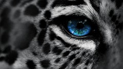 Animals cats close-up Leopards Spotted blue eyes selective 